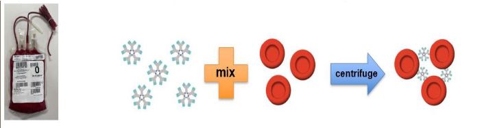 <ul><li><p><span>Recipient plasma/serum + donor red cells</span></p></li><li><p><span>Detects agglutination at immediate spin</span></p></li><li><p><span>Detects ABO incompatibility</span></p></li><li><p><span><u>Used when patient has a current negative antibody screen &amp; no history of clinically significant antibodies</u></span></p></li><li><p><span>Benefits: reductions in turnaround time, workload, and reagent costs</span></p></li></ul><p></p>