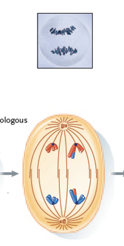 <p>Homologues separate from the pairing and are pulled to opposite poles of the cell. </p>