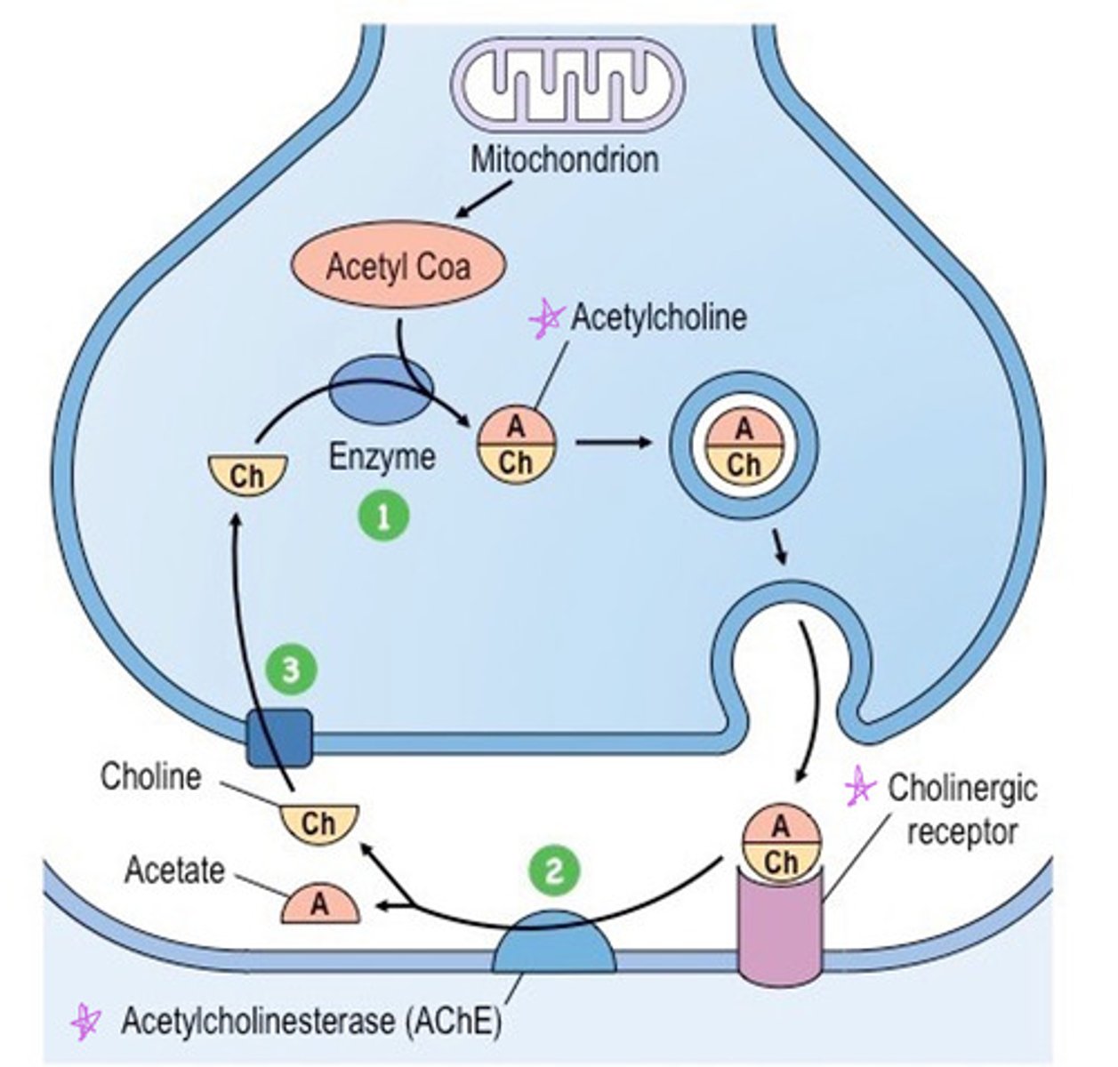 <p>acetylcholinesterase (AChE) and transported back into the axon terminal to make more Ach</p>