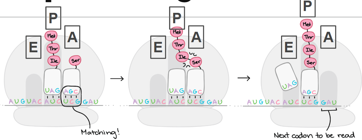 <ol><li><p>Anticodon on AGC (on the a site)</p></li><li><p>the polypeptide chain grows from the p site to the a site.</p></li><li><p>the a site moves to the p site, the p site moves to the e site, etc. they just keep moving one down</p></li></ol><p></p>