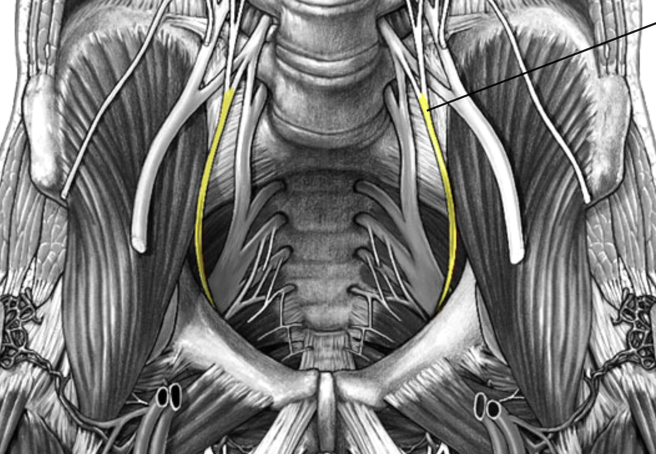 <p>Which nerve of the lumbar plexus is:</p><ul><li><p>Travels through obturator foramen</p></li><li><p>Innervate adductor leg muscles</p></li></ul><p></p>