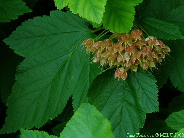 <p><span><em>Physocarpus opulifolius</em></span></p>