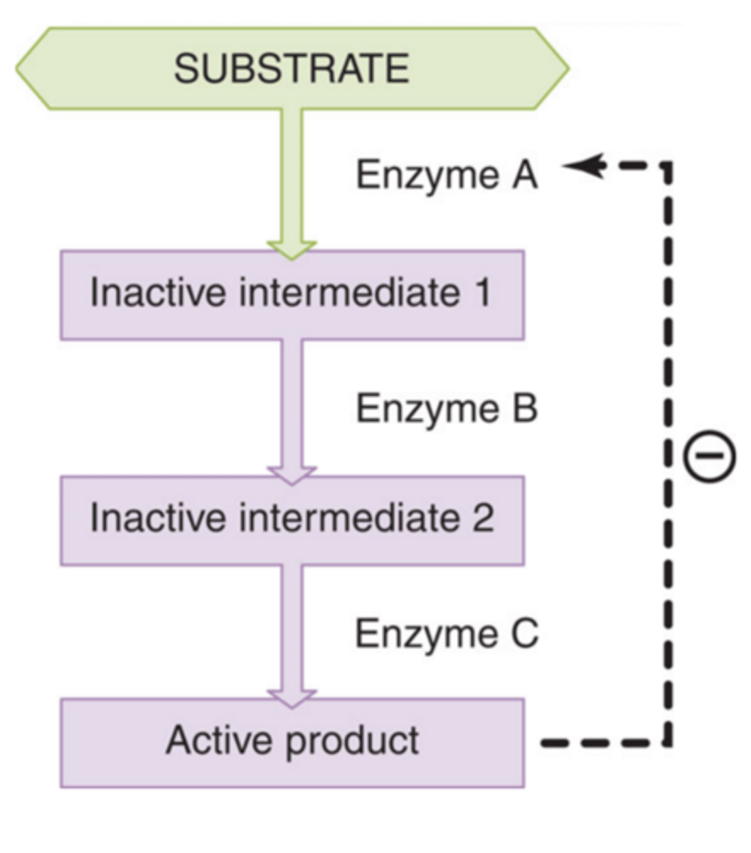 <p>Occurs when the product of a series of enzymatic reactions begins to accumulate within the cell; the product may then inhibit the action of the first enzyme; further production of the enzyme is then halted</p>