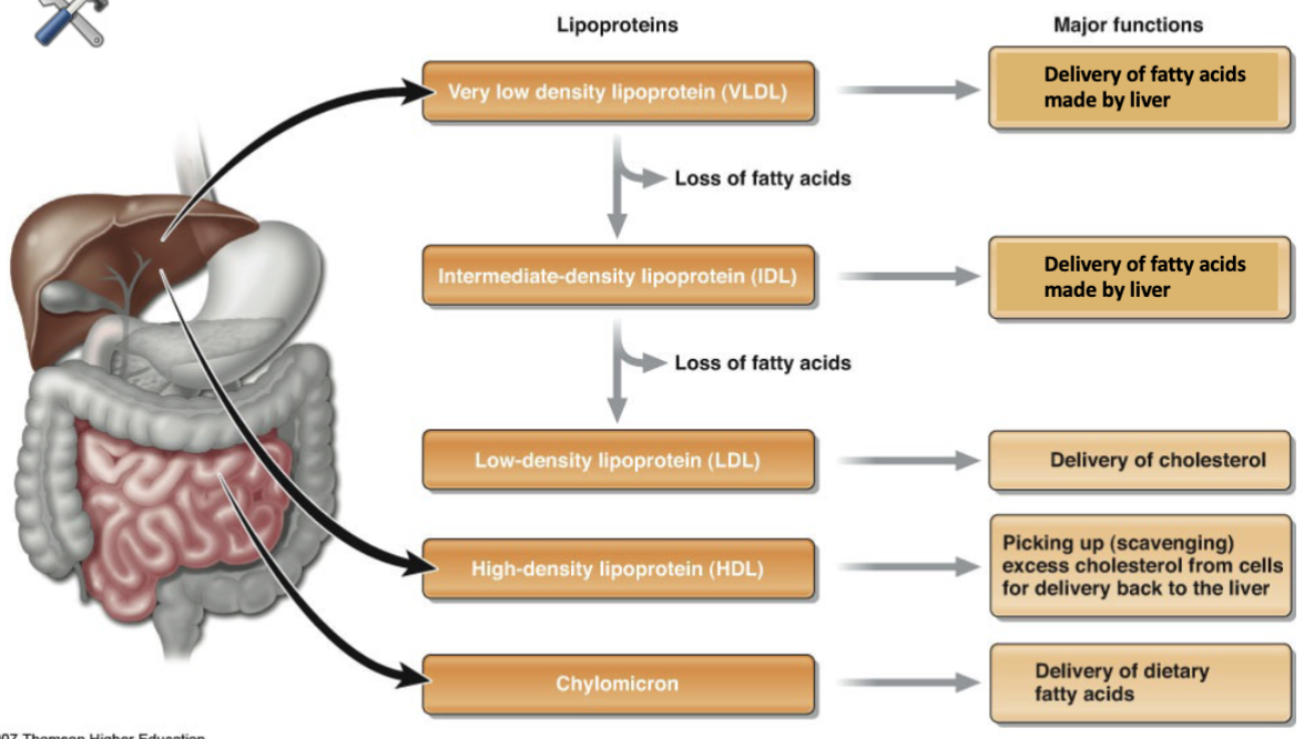 <ul><li><p>chylomicrons </p></li><li><p>very low-density lipoproteins (VLDL) </p></li><li><p>intermediate-density (IDL)</p></li><li><p>low-density lipoproteins (LDL) - CHD risk </p></li><li><p>high-density lipoproteins (HDL) - protective </p></li><li><p>protein components (apolipoproteins) involved in metabolism &amp; final disposition of lipoprotein </p></li></ul><p></p>