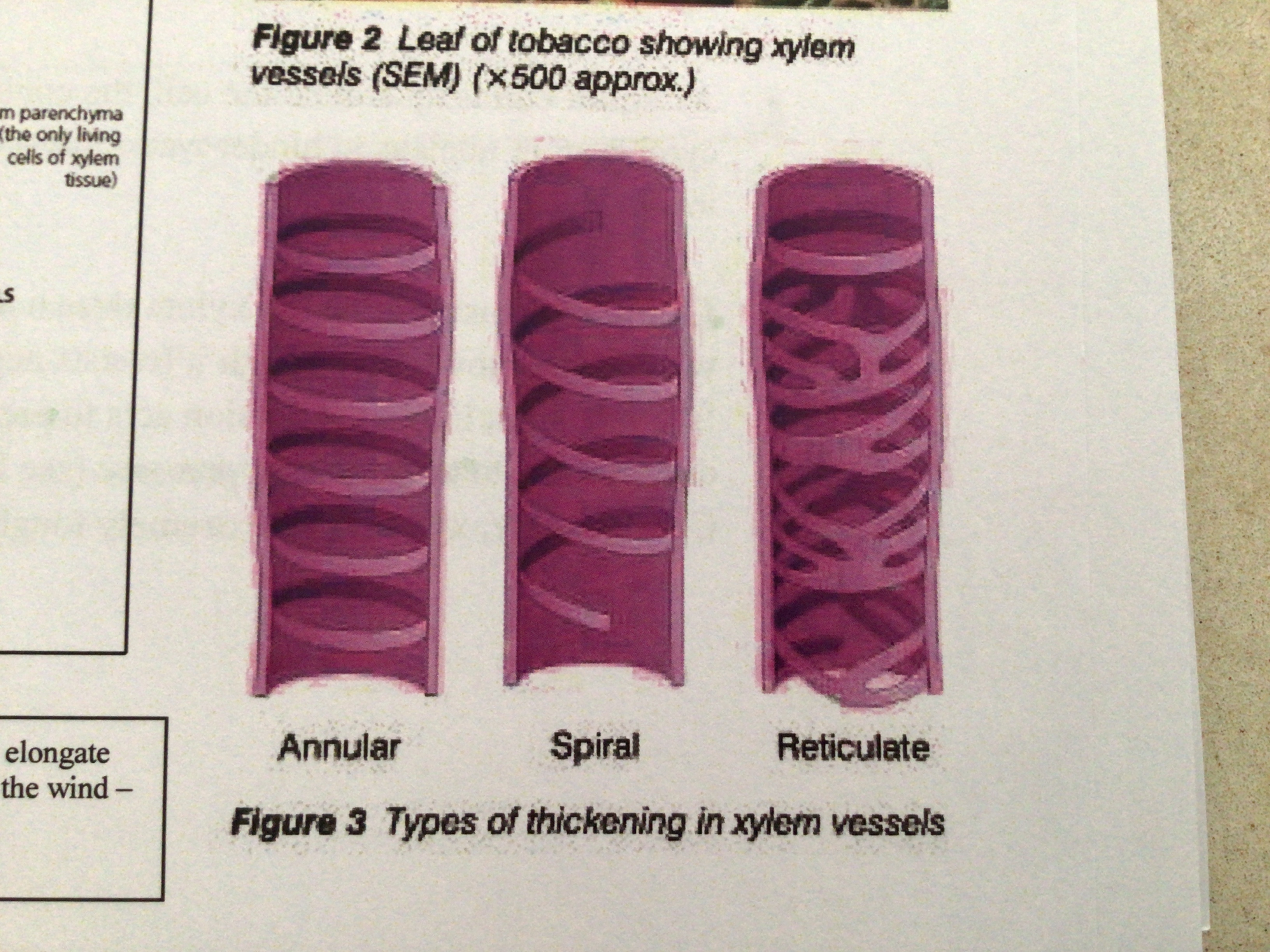 <p>Annular, spiral, reticulate</p>