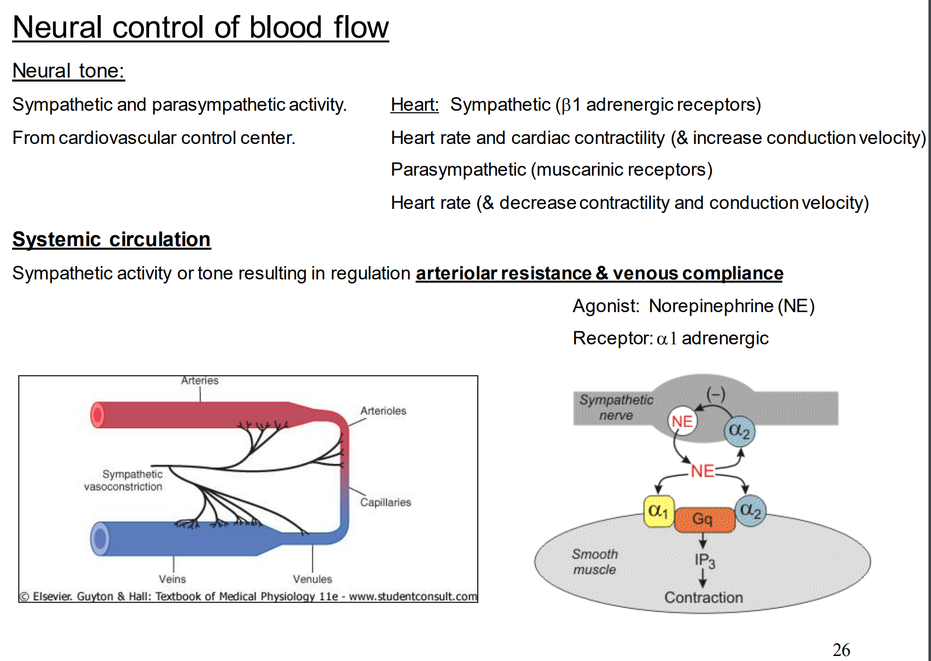 <p>Recap of neural tone:</p>