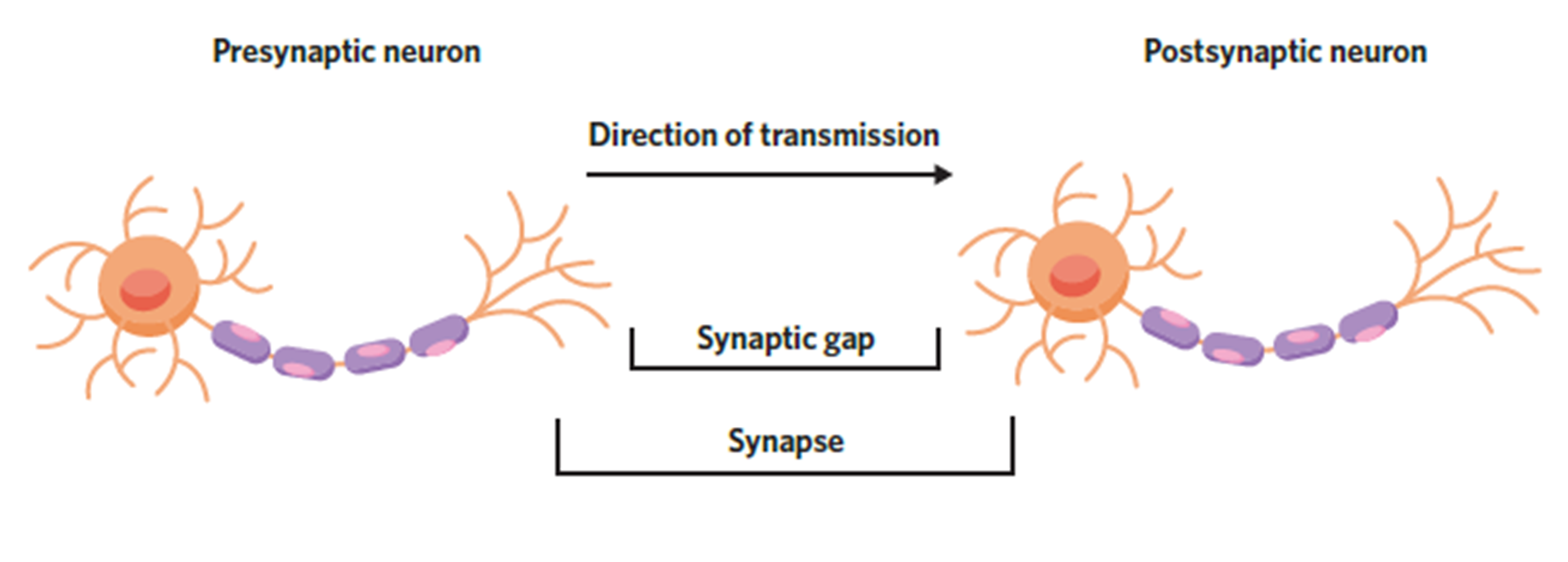 <p><span style="font-family: &quot;Montserrat Classic&quot;">Neural information travels down the axon, through the axon terminals and released via the terminal buttons of the presynaptic neuron. The pre &amp; post neuron do not touch, the neural message travels through the synapse and is received by the dendrites of the post synaptic neuron.</span></p>