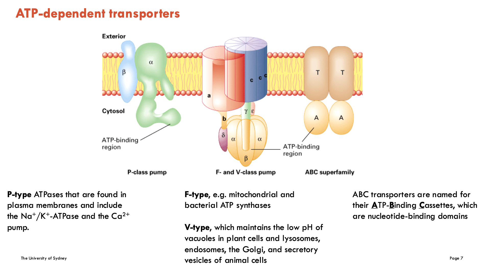 <ol><li><p><strong>P-type </strong>ATPases: found in plasma membrane and include the Na<sup>+</sup>/K<sup>+</sup>-ATPase and the Ca<sup>2+</sup> pump (for regulating calcium in the muscle and heart)</p></li><li><p><strong>F-type</strong> (e.g. mitochondrial and bacterial ATP synthases)</p></li><li><p><strong>V-type</strong>: maintains the low pH in vacuoles in plant cells and lysosomes, endosomes, the Golgi, and secretory vesicles of animal cells</p></li><li><p><strong>ABC </strong>(ATP-Binding Cassettes): nucleotide-binding domains</p></li></ol><p></p>