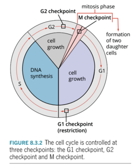 <p>End of G2</p><ul><li><p>Are there adequate resources (mitotic proteins) for division? Is the cell large enough? Has the DNA been damaged?</p></li></ul>