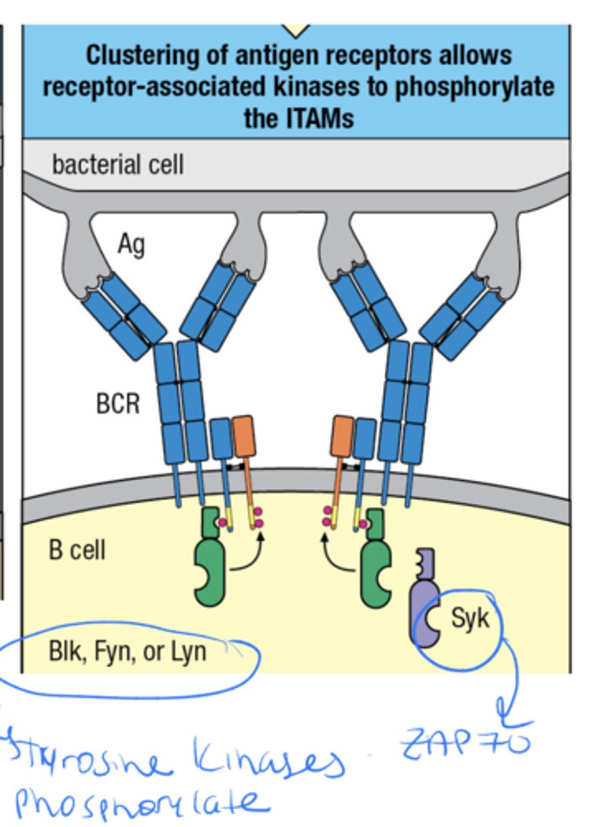 <p>ITAMs are are sequences on the cytoplasmic tails of certain immune receptors and the 3 things that interact with them are Src-family Kinases such as Blk, Fyn, Lyn</p>