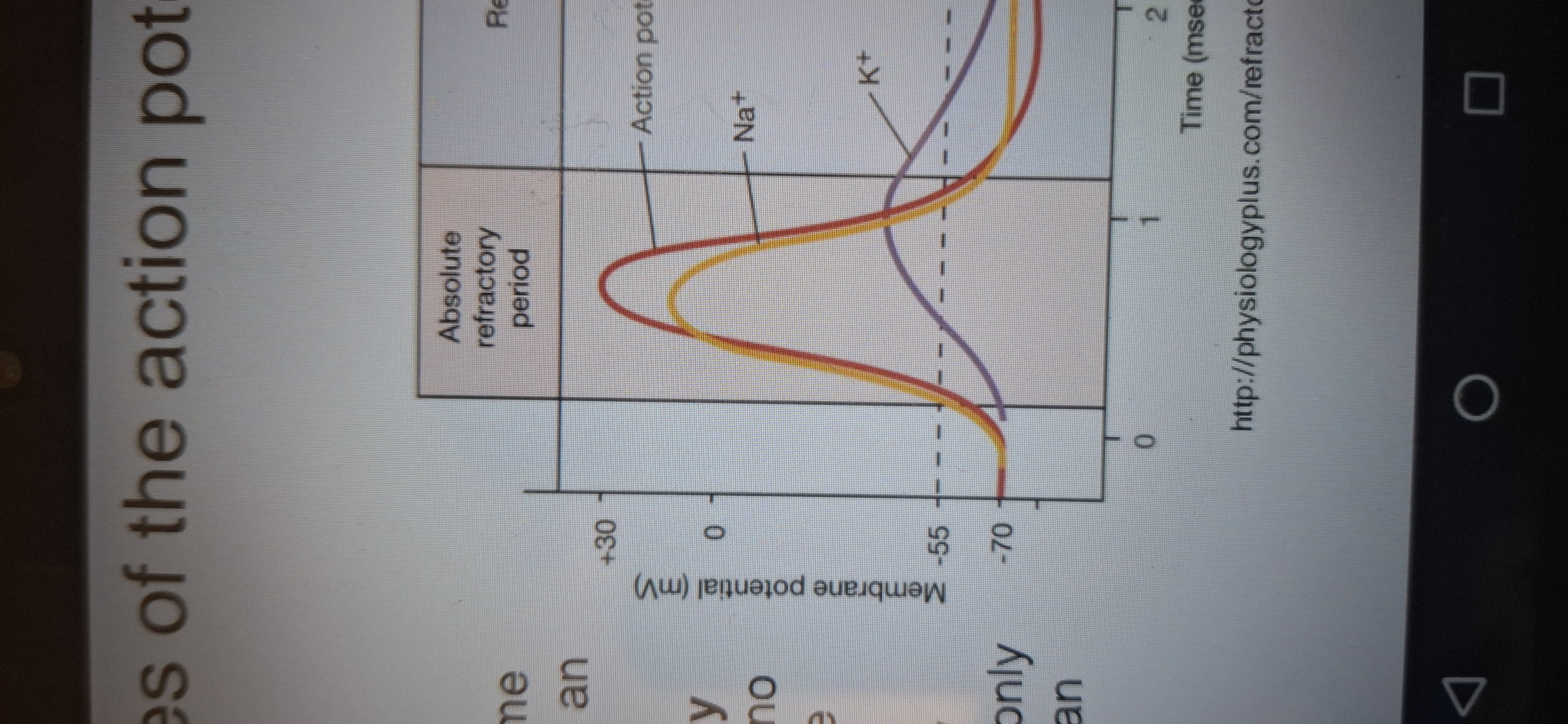 <p>Time when no action potential are produced. </p>