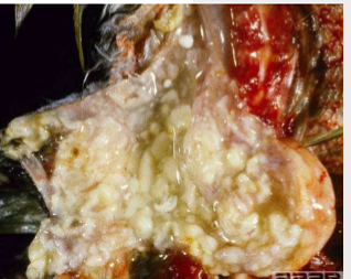 <p>what is the species in this image?</p>