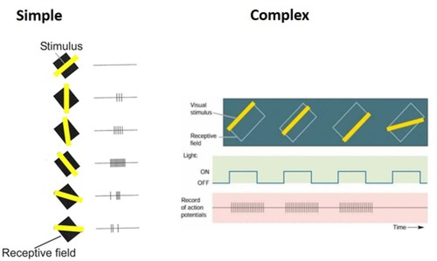 <p>Cells in V2 that give best response to moving lines of particular orientation; respond to a stimulus anywhere in the RF -- no clearly defined on-off regions</p>