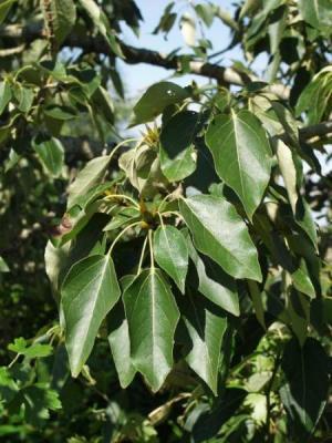 <p>Palsamipoppeli</p>