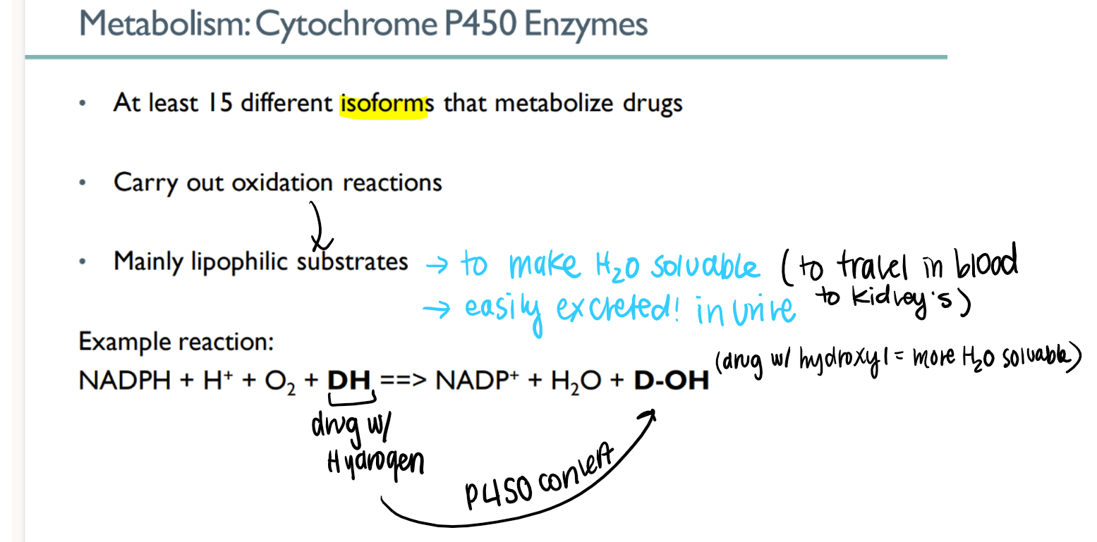 <p>15 isoforms!</p><p>METABOLIZE drugs to make water soluable and excrete-able</p><p></p>