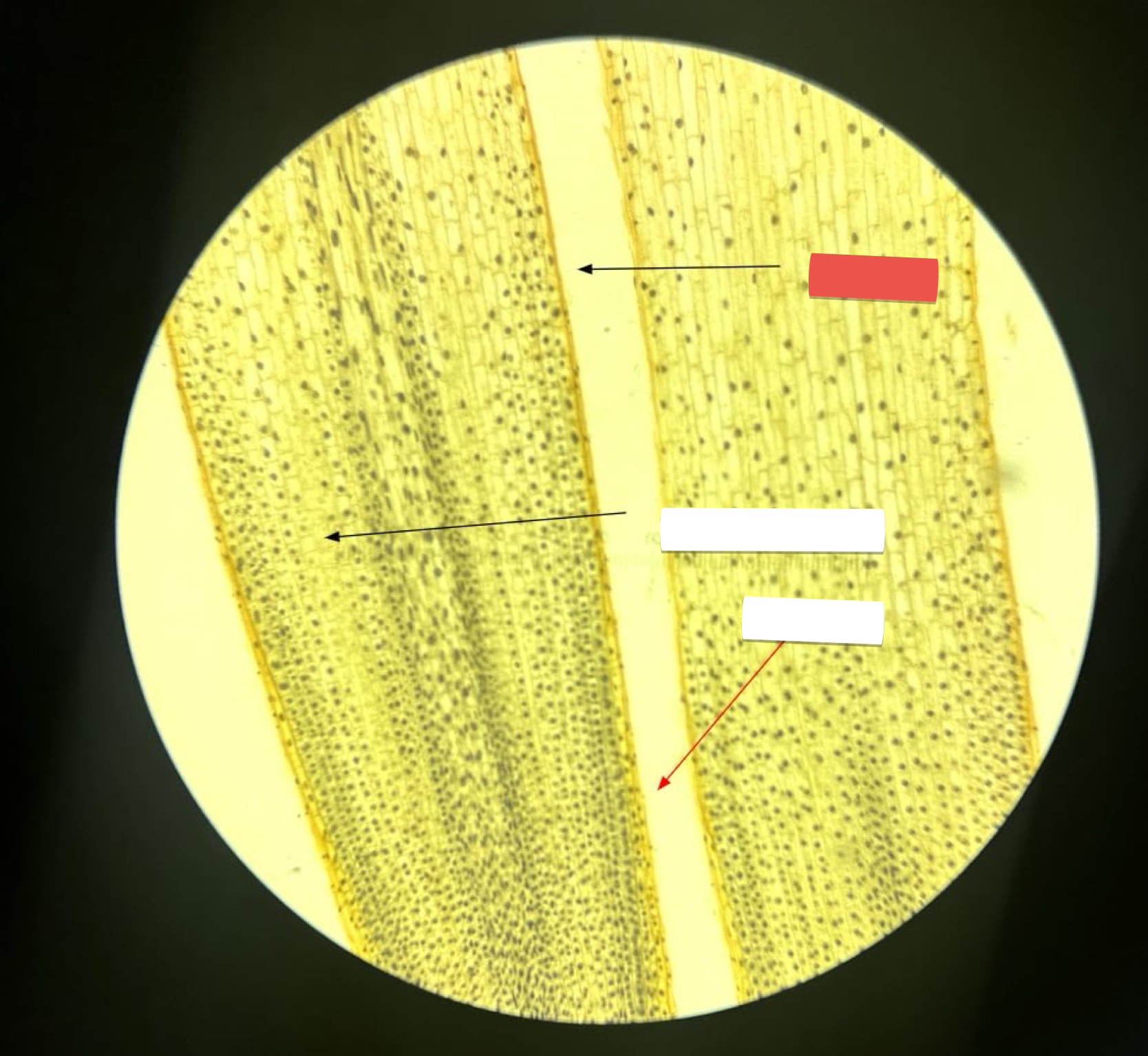 <p>identify the part in red</p>
