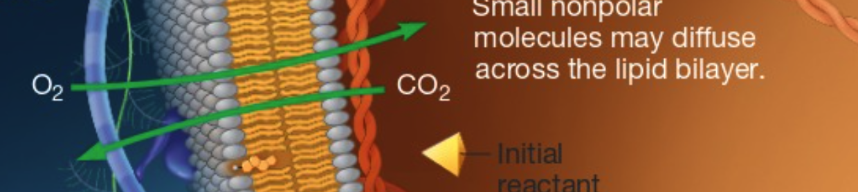 <p>selectively permeable, meaning that only certain substances can cross: small nonpolar molecules</p><p><em>energy barrier</em></p>