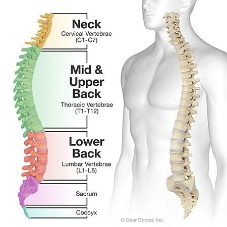 <p>Cervical Vertebrae (7), Atlas (C1), Axis (C2), Thoracic Vertebrae (12), Lumbar Vertebrae (5), Sacrum (1) (5 fused), Coccyx (1) (3-5 fused)</p>