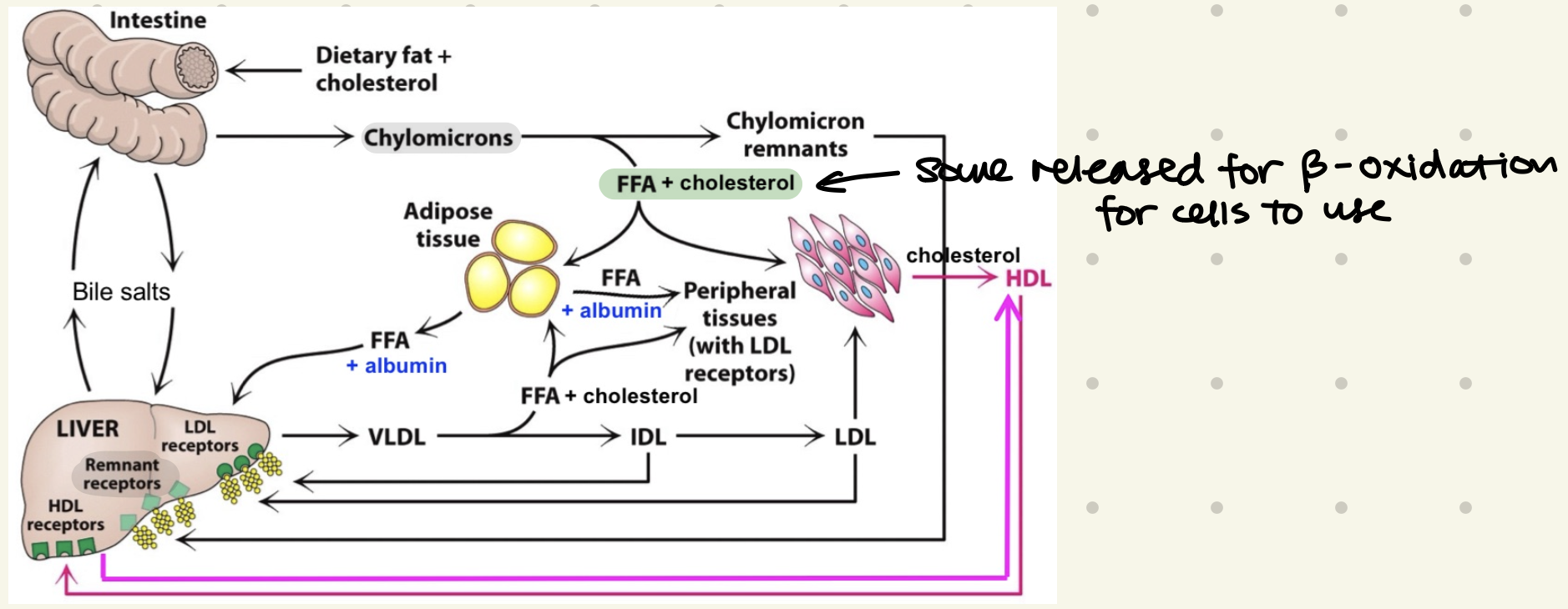 <ol><li><p><strong>Chylomicrons</strong></p><ul><li><p>made in small intestine</p></li><li><p>largest</p></li><li><p>contain most TAGs</p></li></ul></li><li><p><strong>VLDL</strong></p><ul><li><p>sent by liver</p></li><li><p>distribute TAGs & cholesterol</p></li><li><p>binds <strong>lipoprotein lipase</strong> → hydrolyze & <strong>release TAGs</strong></p><ul><li><p>producing Intermediate Density Protein (IDL) → <strong>Low Density Protein</strong> (LDL) <u>“bad cholesterol”</u></p></li></ul></li></ul></li><li><p><strong>HDL</strong></p><ol><li><p><u>“good cholesterol”</u></p></li><li><p>contains <strong>LCAT enzyme </strong>→ <strong>picks up cholestero</strong>l for transport back to liver (break down & recycling)</p></li></ol></li></ol><p></p>