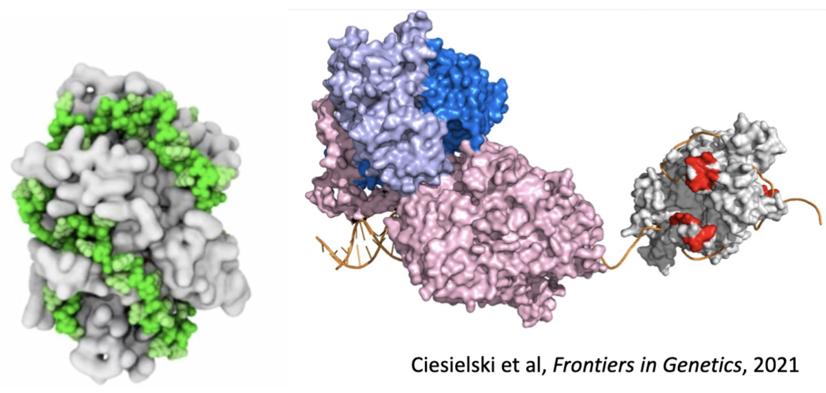 <ul><li><p>once unwound, single-stranded DNA is protected by single-stranded binding protein</p><ul><li><p>temporarily binds binding protein</p></li></ul></li><li><p>requirements to work: </p><ul><li><p>needs to be able to interact w/ any type of single-stranded DNA (can’t be sequence-specific)</p></li><li><p>must easily slide out the way (DNA replication is very fast)</p></li></ul></li></ul><p></p>