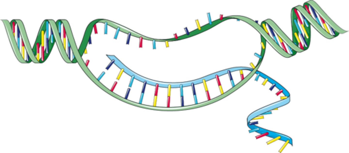 <p>In this particular diagram of transcription, where is the promoter sequence located relative to the transcription bubble?</p>