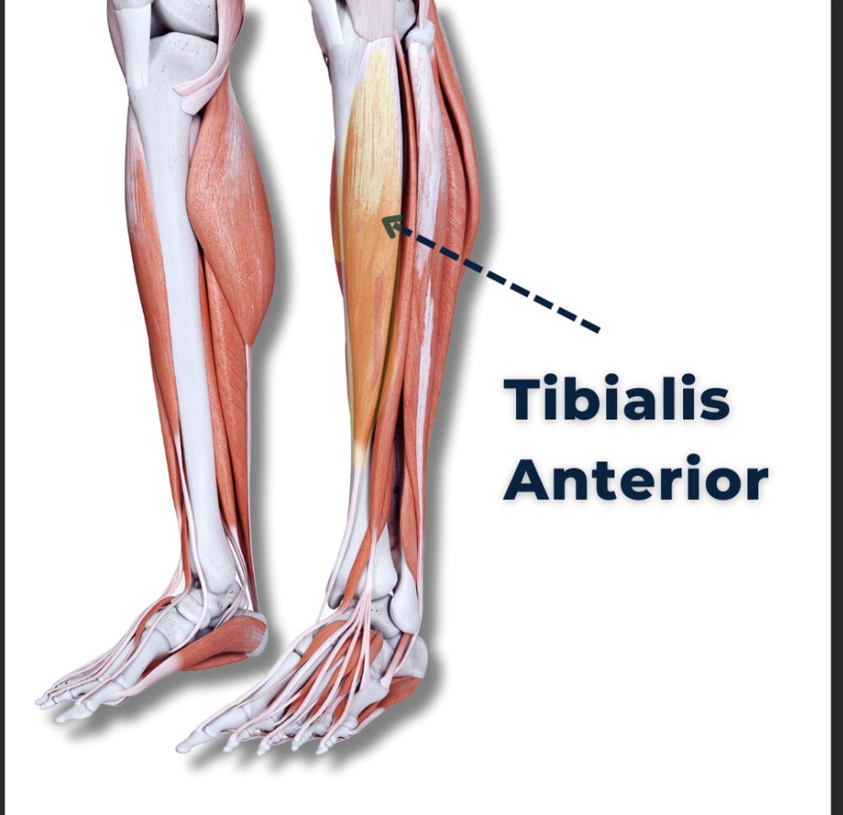 <p>Tibialis anterior</p>