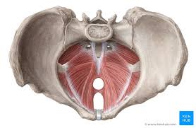 <p><span>formed by the levator ani and coccygeus muscles, that supports pelvic organs like the bladder and rectum and plays a key role in urination, defecation, and childbirth</span></p>