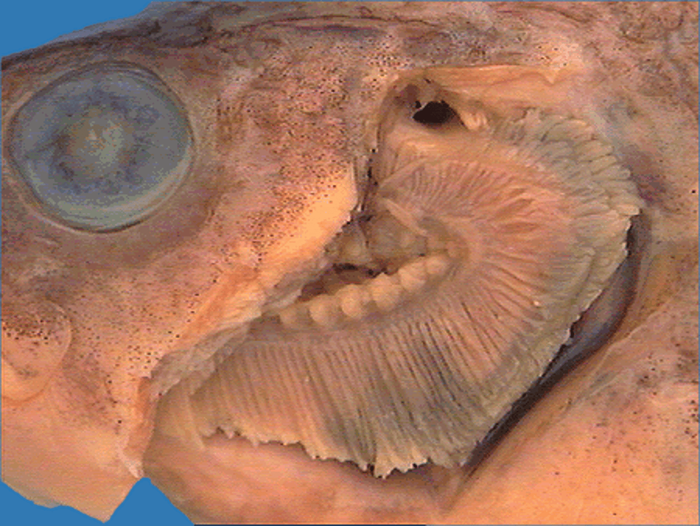 <p>gills: respiration</p>