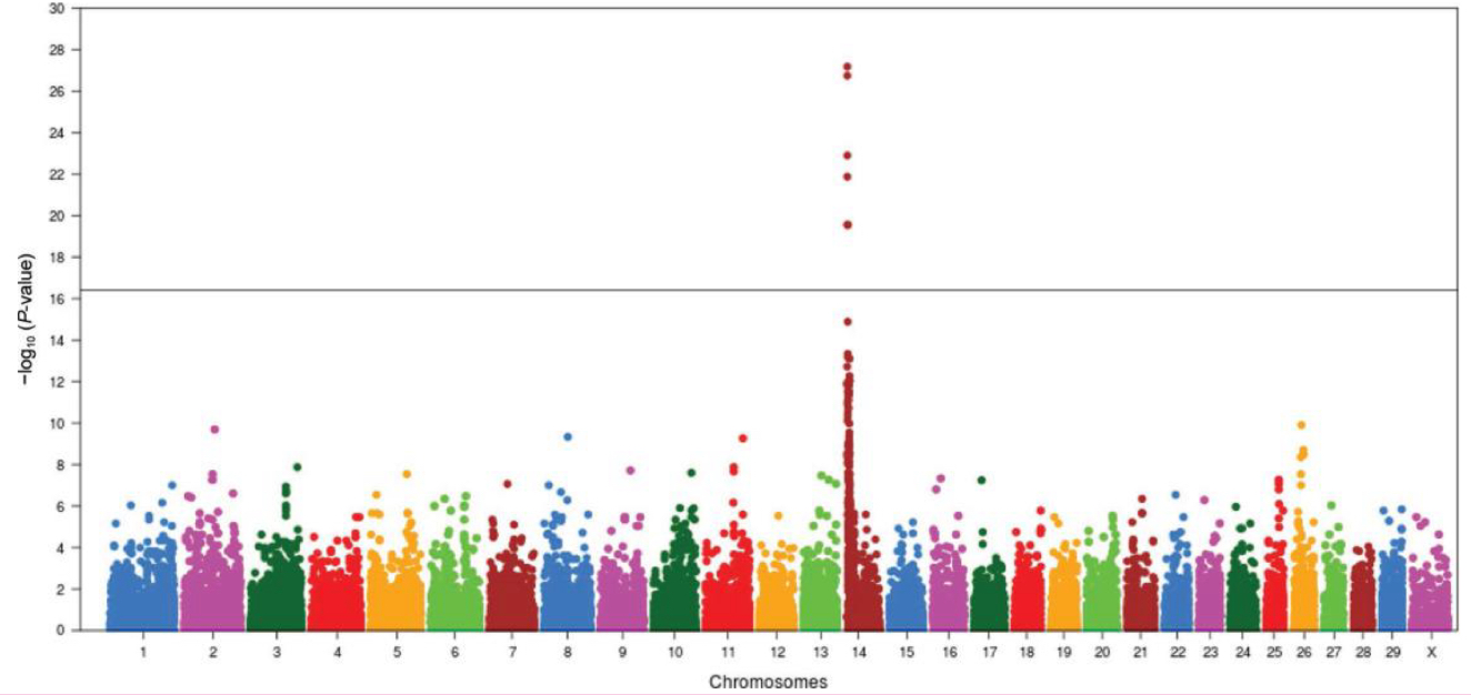 <p>Milk production in cattle is influenced by the accumulation of small effects from many genes. Is this polu geneic inheritance or pleiotropy?</p>