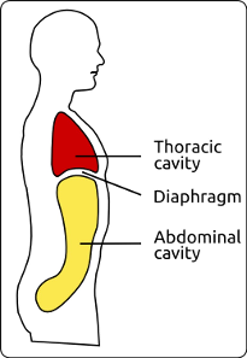 <p>from diaphragm to groin</p>