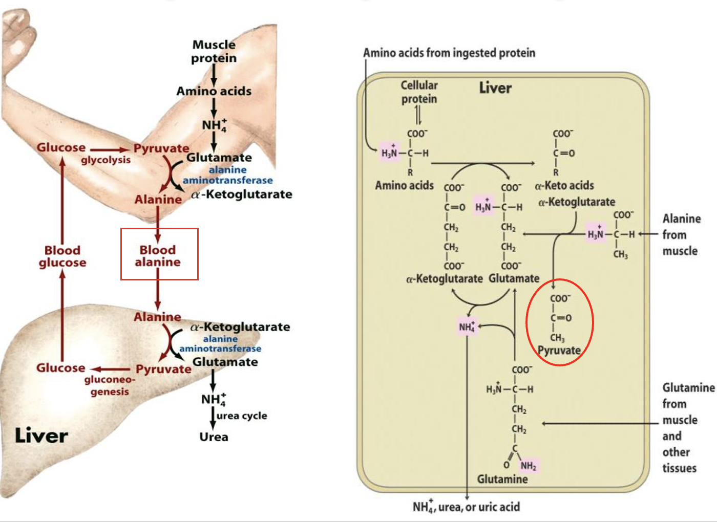 <ul><li><p><span style="font-family: Arial">involves the transport of excess nitrogen from muscle (via alanine) to the liver</span></p></li><li><p><span style="font-family: Arial">In the liver it is converted into glucose via gluconeogenesis which is then exported from liver back to muscles for energy etc.</span></p></li></ul><p></p>