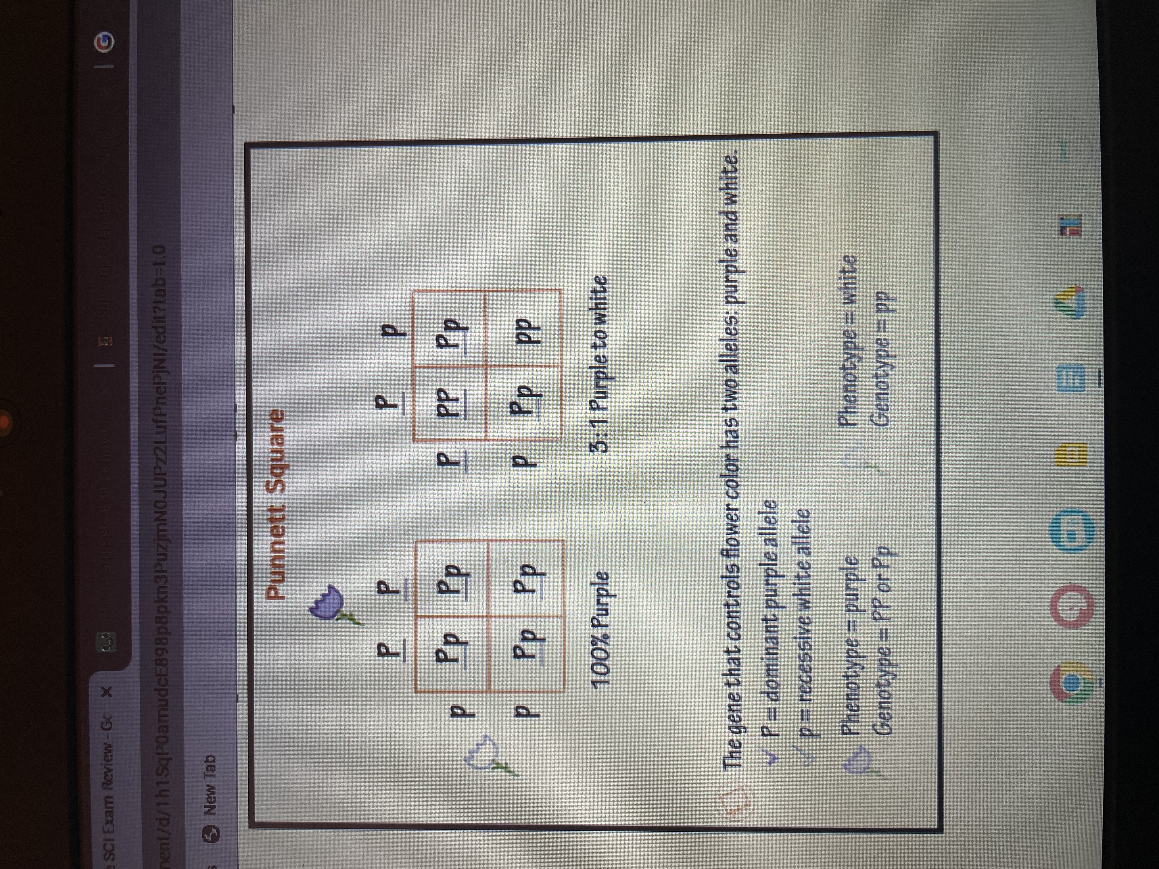 <p>GENETICS </p><p>punnett squares </p>