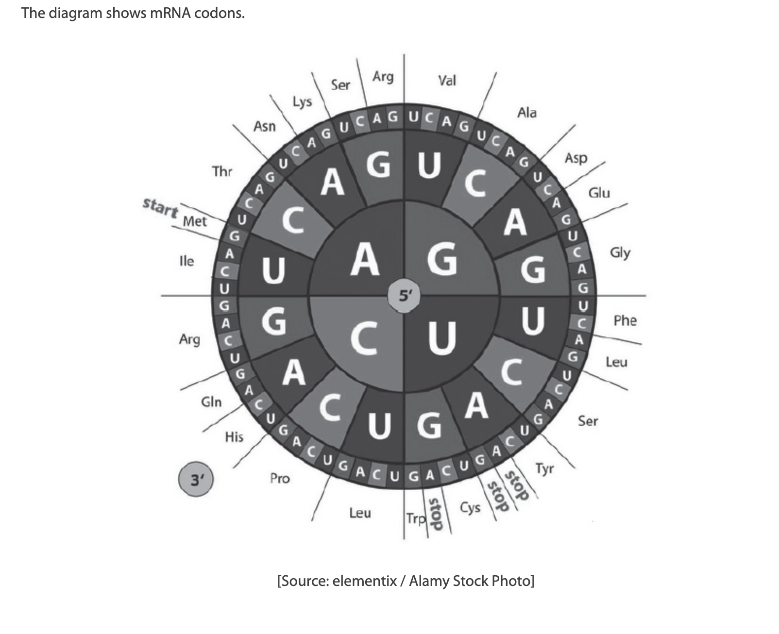 <p>The mRNA sequence UGGAACGUA codes for what amino acid sequence?</p><p>A. Glycine-Glutamine-Methionine</p><p>B. Methionine-Glutamine-Glycine</p><p>C. Threonine-Valine-Histidine</p><p>D. Tryptophan-Asparagine-Valine</p>