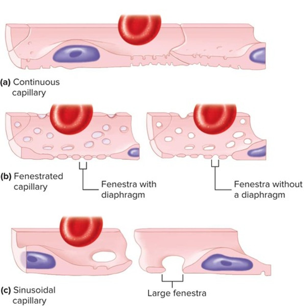 <p>Continuous, fenestrated, and sinusoidal capillaries.</p>