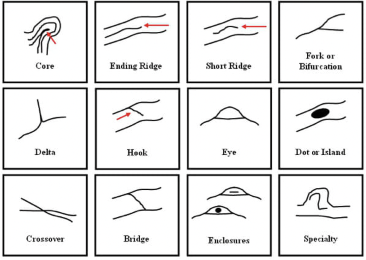 <p>core, ending ridge, short ridge, enclosures, dot/island, eye, bridge, hook, fork/bifrication, </p>