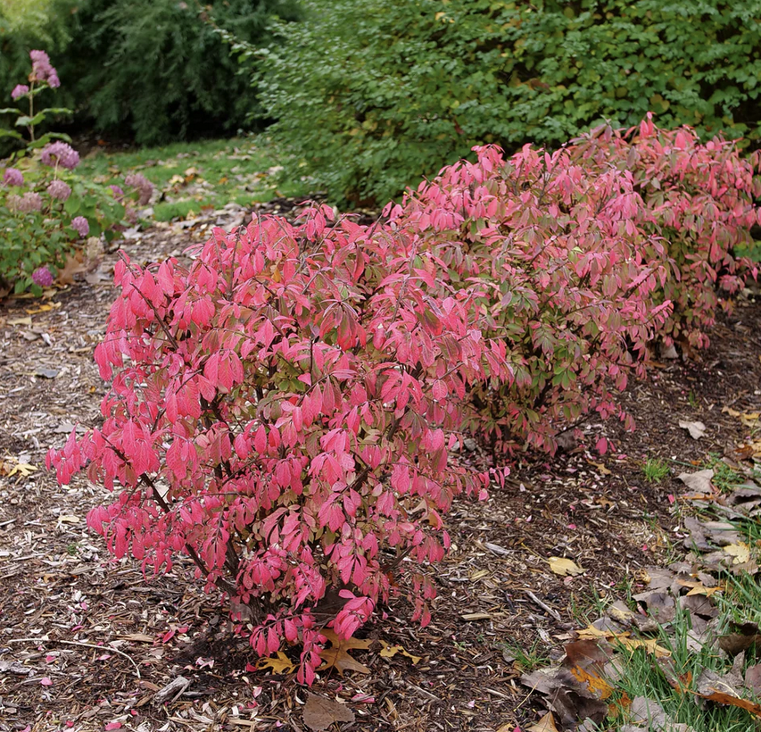 <p><em>Euonymus alatus</em></p><p>Celastraceae</p>