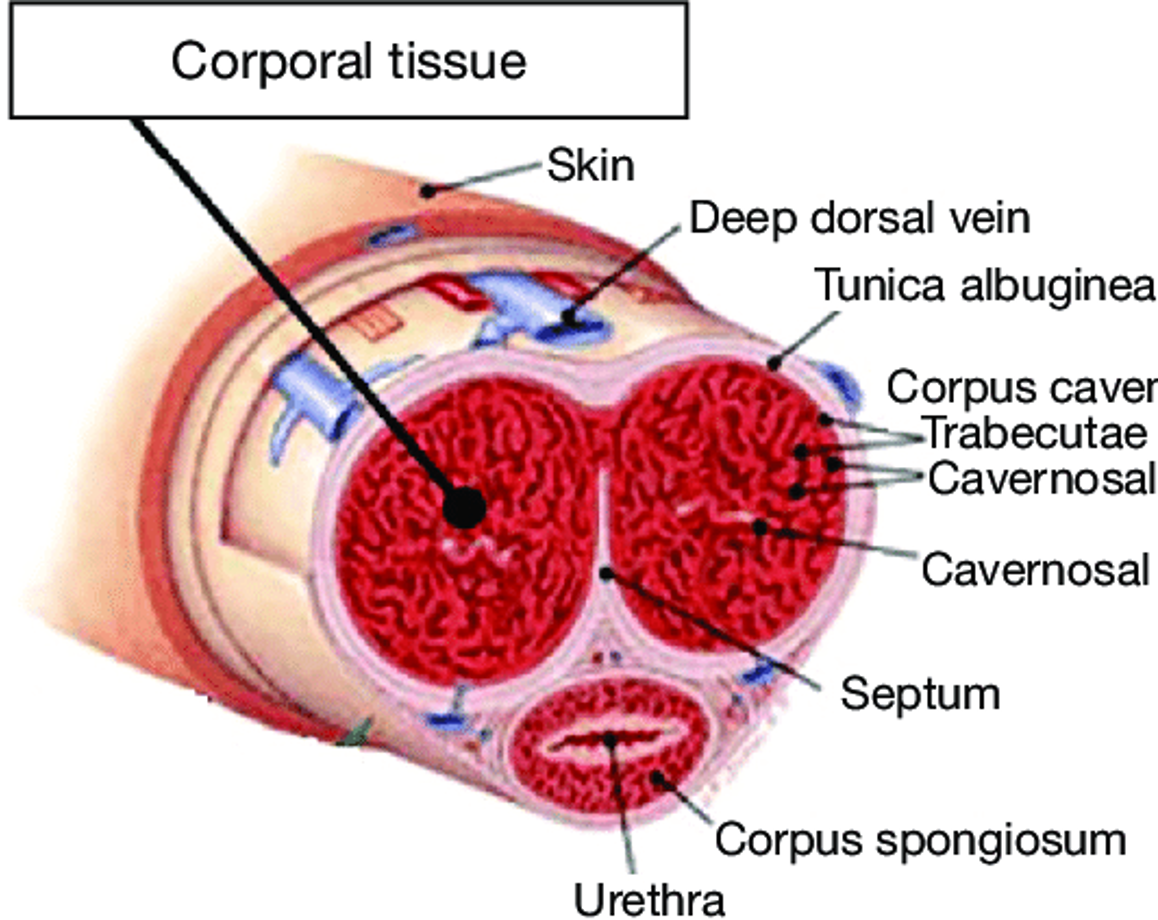 <p>Penile Anatomy Overview</p>