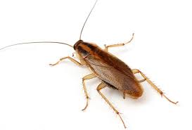 <p>cockroaches (Kakkerlakken)</p>