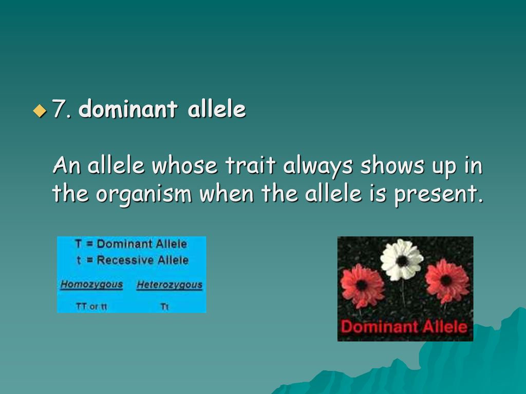 <p>An allele whose trait always shows up in the organism when it is present.</p>