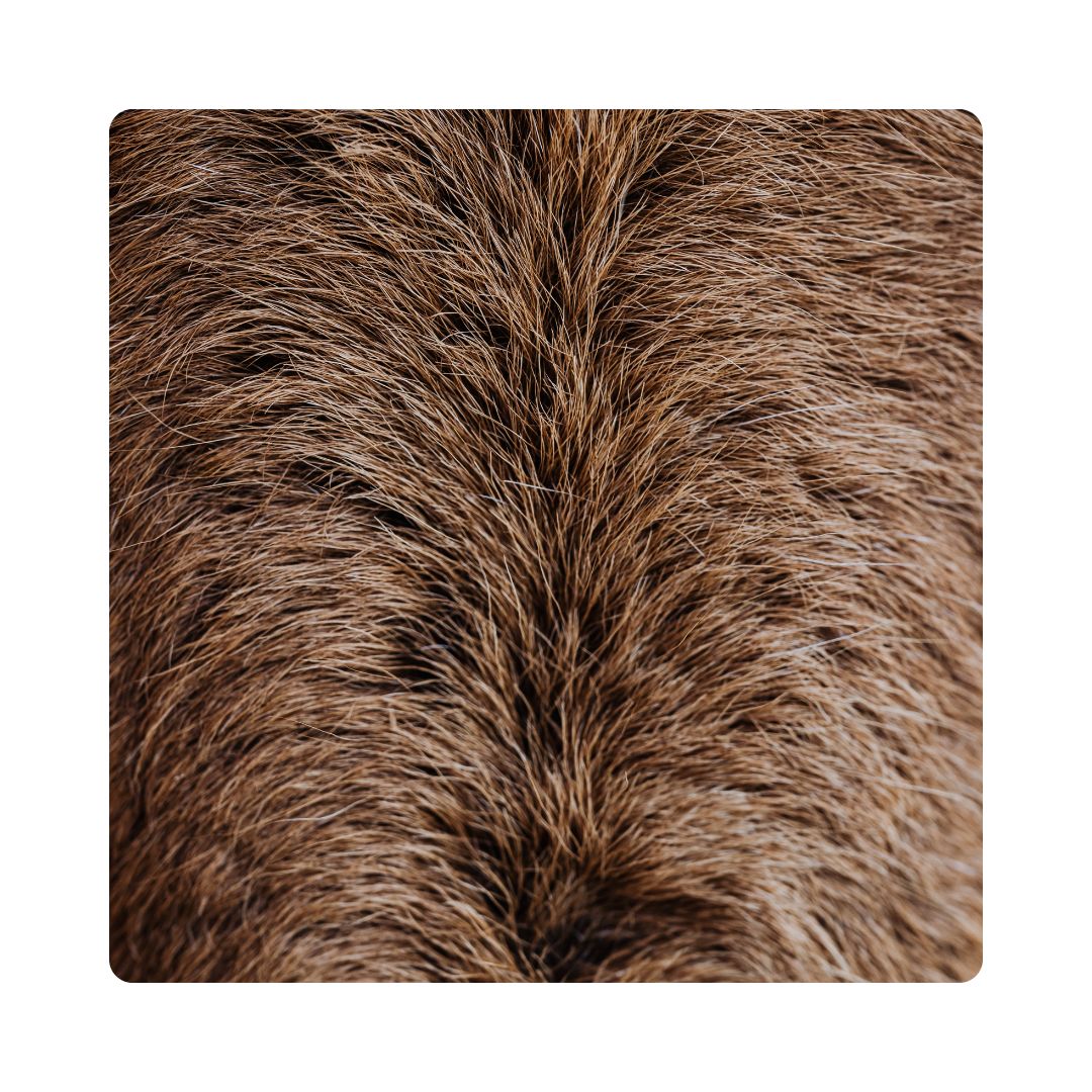 <p><span>Some animals have fluffy </span><strong>fur</strong><span> that keeps them warm.</span></p>