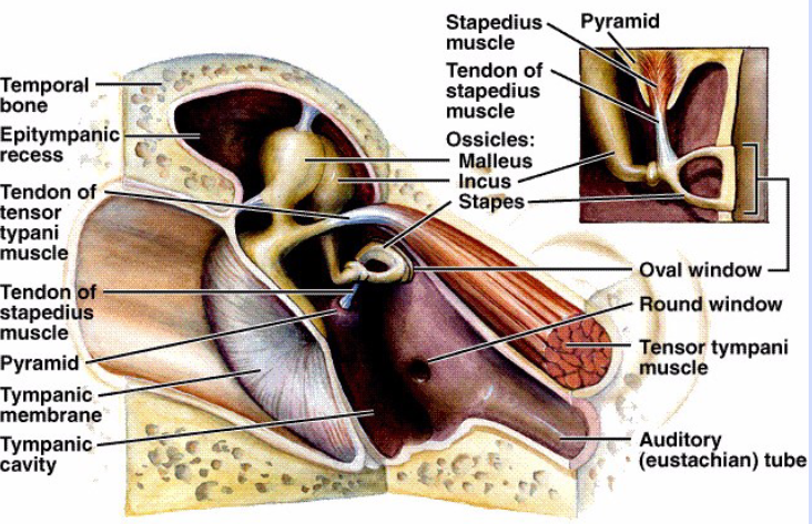 <p>Middle Ear Structures</p>