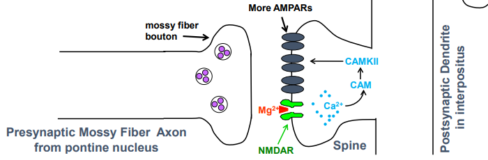 <p>Ca2+ entry through NMDARs activates calmodulin (CAM) which activates CAM kinase II (CAMKII)</p><p>CAMKII triggers signaling that leads to insertion of more AMPA receptors into postsynaptic membrane of mossy fiber synapse, making synapse stronger</p>