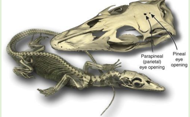 <p>Part of the epithalamus, located m<strong>id brain</strong></p><p></p><p>Small organ, shaped like a pinecone</p><p></p><p>Attached to the caudal end of the roof of the third ventricle and directly before the rostral colliculi</p><p></p><p>Only endocrine gland directly influenced by the external environment via the retina</p><p></p><p>Secretes the hormone melatonin (derived from aa tryptophan)</p><p></p><p>A vestigial eye (Many fish, and amphibians have a median pineal eye and/or parietal eye/third eye)</p><p></p><p>In lower vertebrates, the pineal gland is directly photosensitive</p>