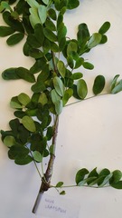 Caragana arborescens