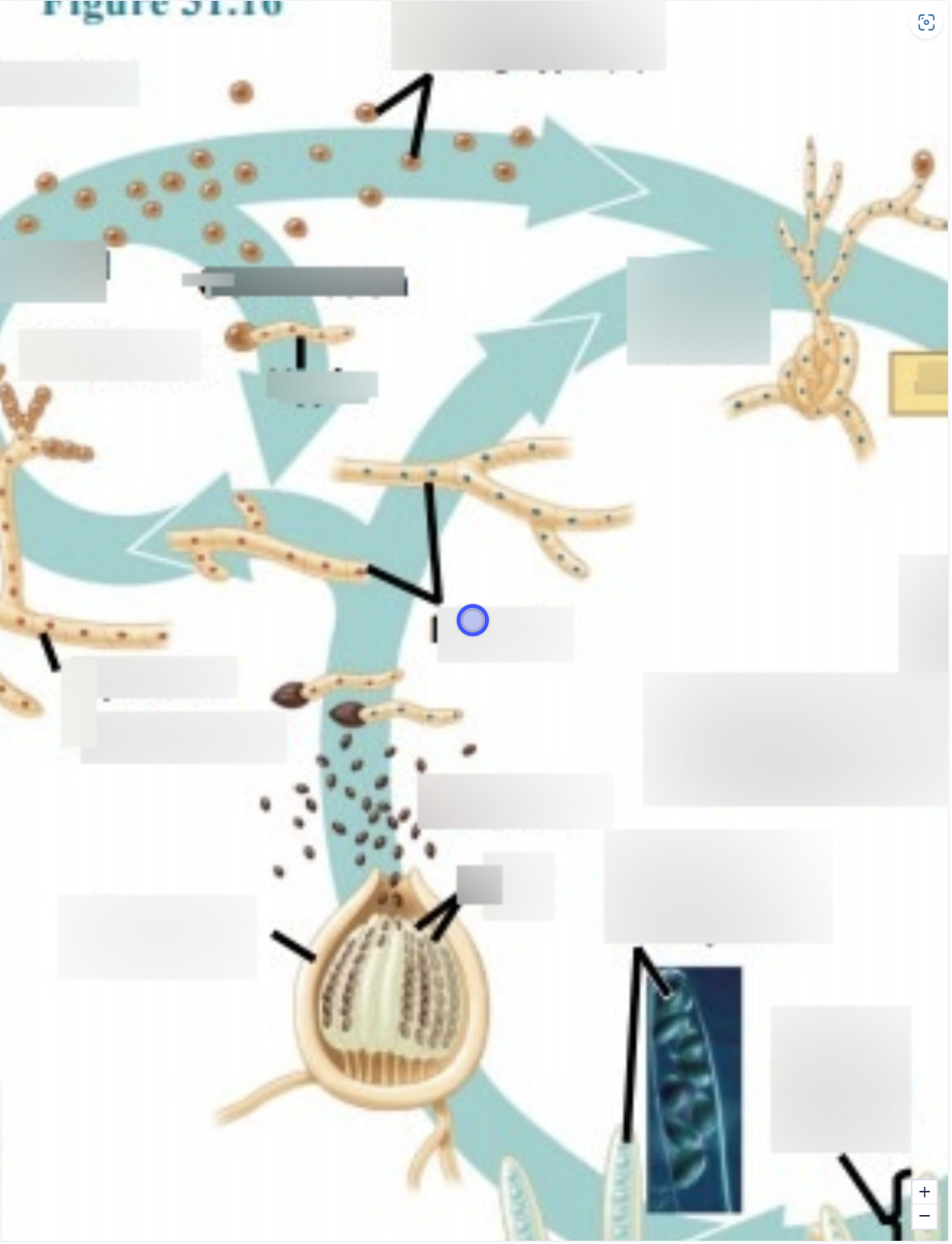 term image