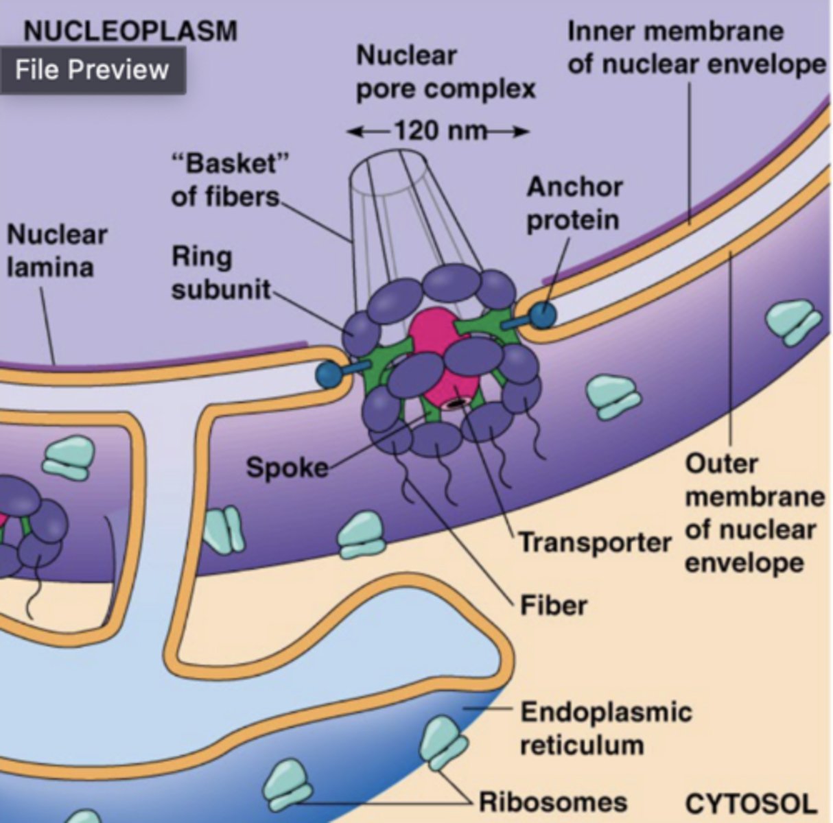 <p>Nuclear Pores</p><p>-Opening through Nuclear Envelope</p><p>-Openings controlled by Nuclear Pore complex (NPC)</p><p>-NPC controls movement of substances in / out of nucleus</p>