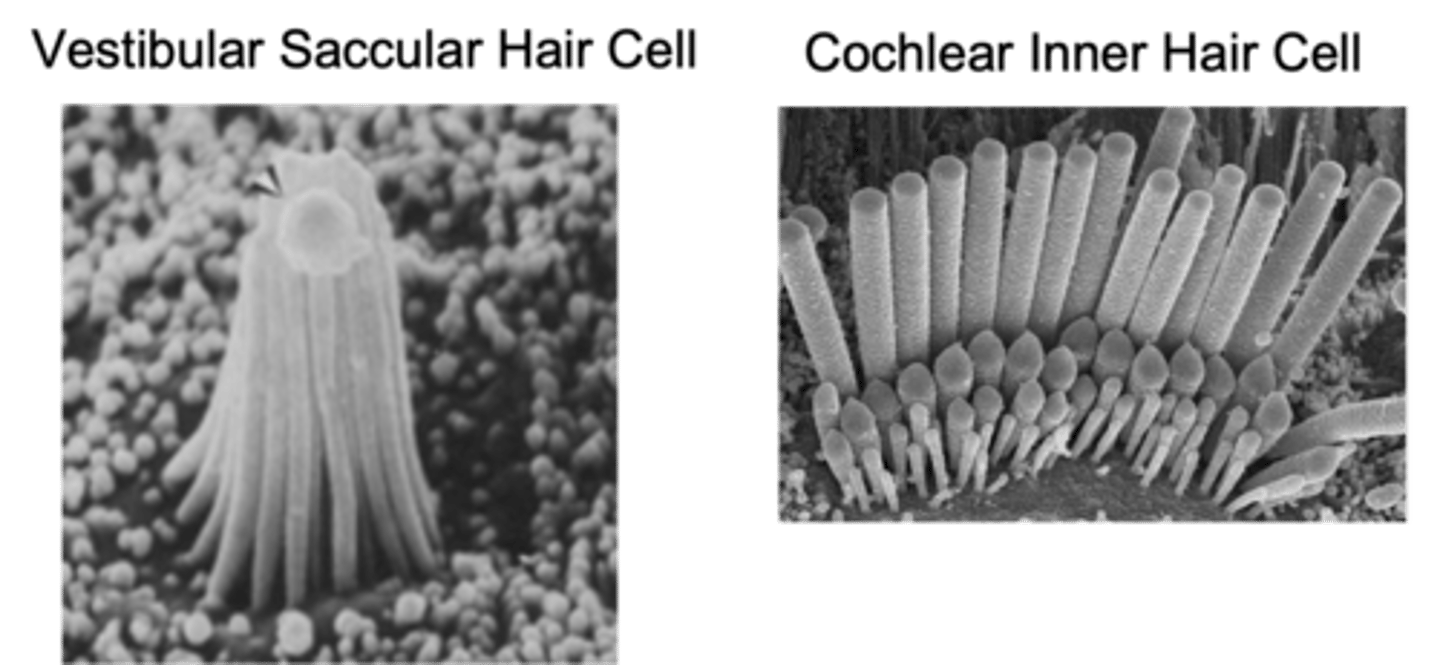 <p>How many rows of stereo cilia do cochlear hair cells have?</p>