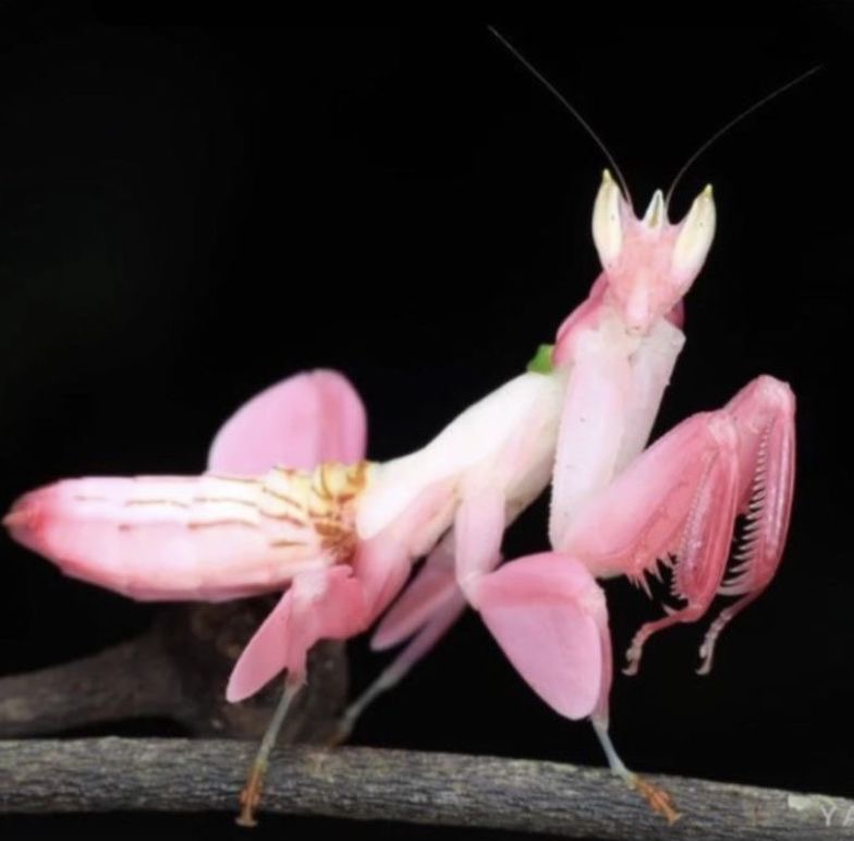 <p>Orchid mantis</p>
