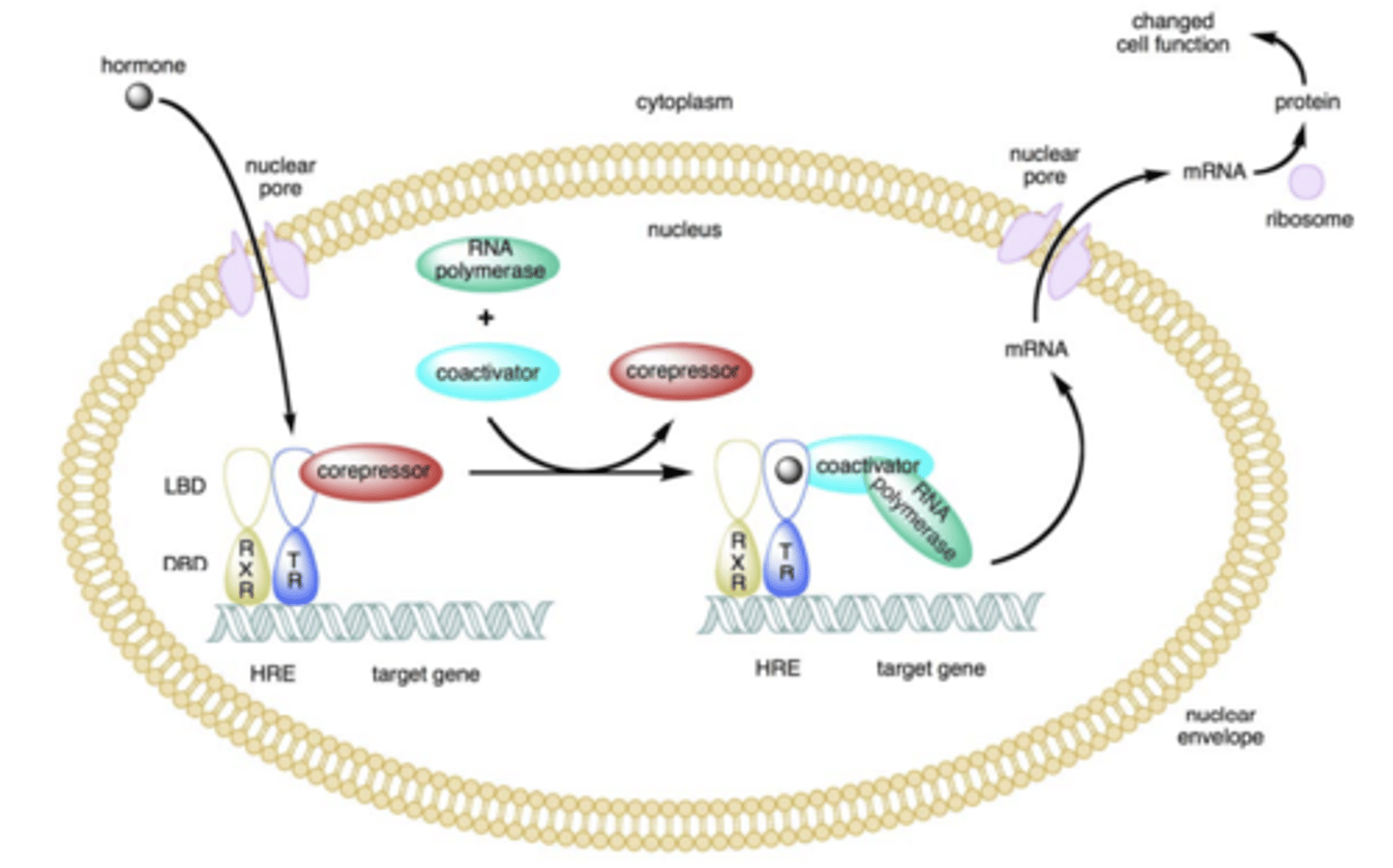 <p>- located in the nucleus bound to DNA regardless of ligand-binding status </p>