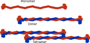 <p>Protein rod near cell membrane which helps give shape as well as muscle contractions</p>